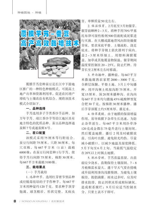 覆膜芋艿-蚕豆高产高效栽培技术