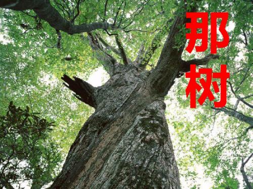 人教版新课标语文九下《那树》优秀教学课件48页