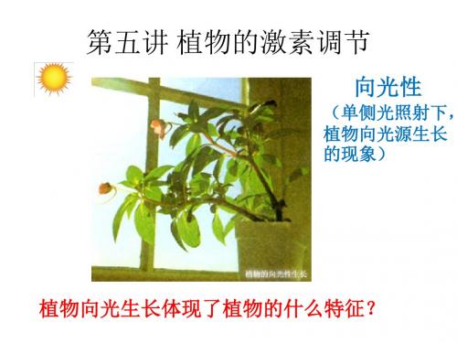 生物必修三第三章第1节 植物生长素的发现