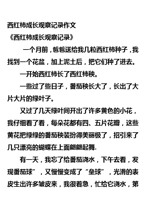 西红柿成长观察记录作文