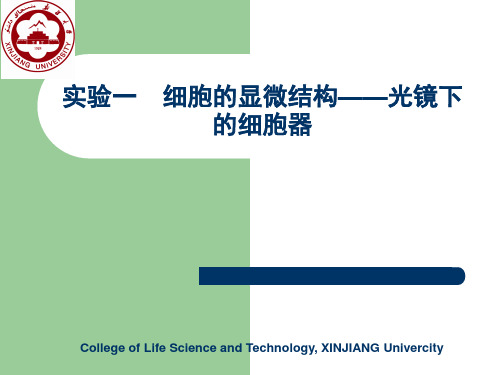 实验一 细胞的显微结构—光镜下的细胞器
