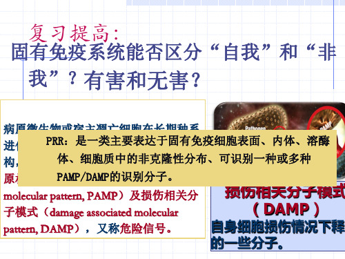 医学免疫学：8超敏反应
