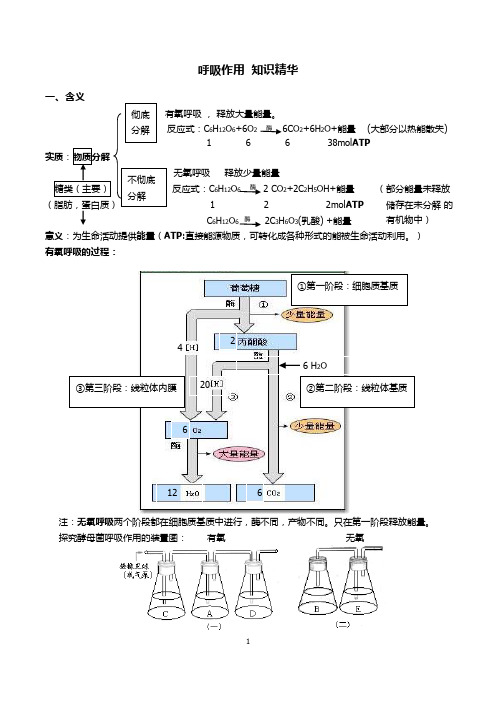 呼吸作用知识精华
