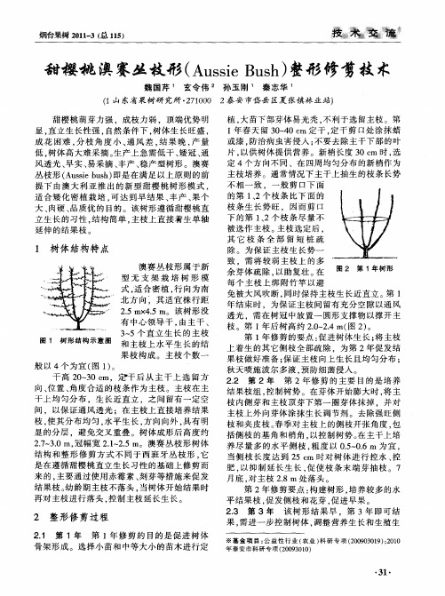 甜樱桃澳赛丛枝形(Aussie Bush)整形修剪技术