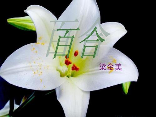 百合