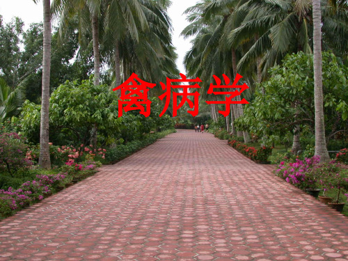 禽病学PPT