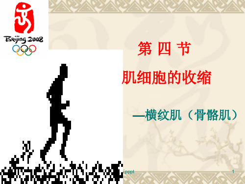 肌肉收缩--生理学课件