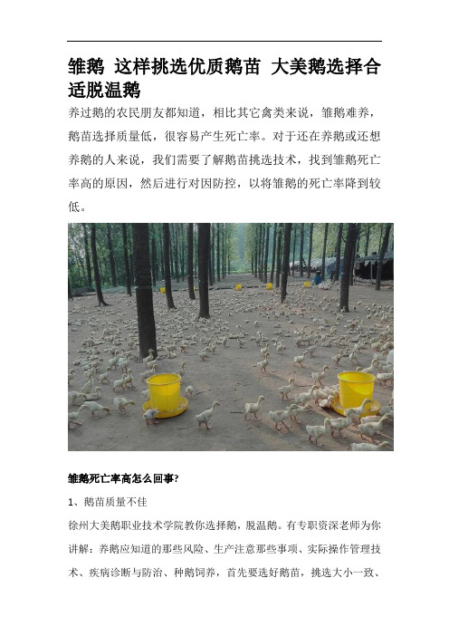 雏鹅 这样挑选优质鹅苗 大美鹅选择合适脱温鹅