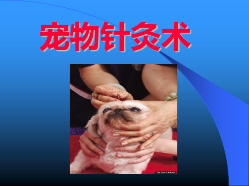 宠物针灸术