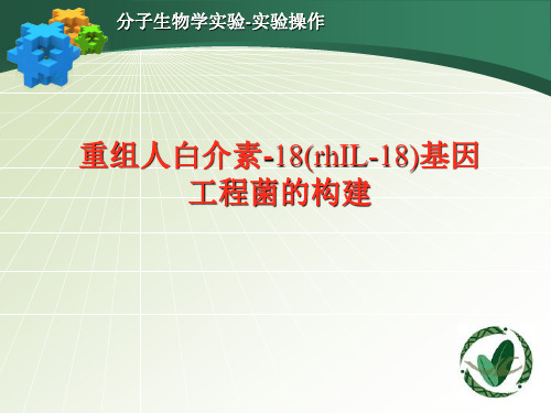 2011级分子生物学实验-重组人白介素-18(rhIL-18)基因工程菌的构建