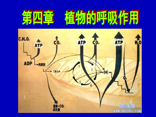 植物生理学004 植物的呼吸作用-PPT课件