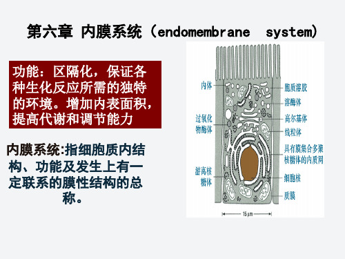 内膜系统