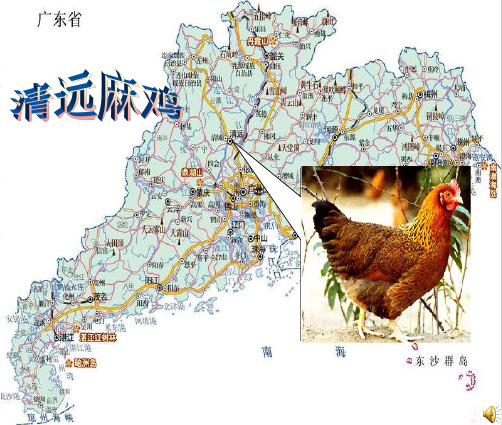 美食搜索之——清远麻鸡