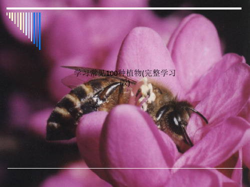 学习常见100种植物(完整学习版)