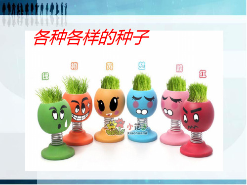 各种各样的种子(课堂PPT)