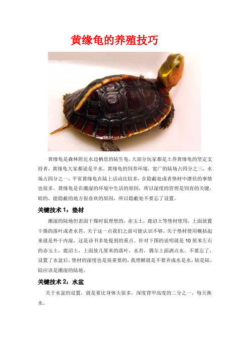 黄缘龟的饲养技巧