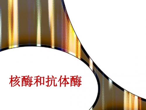 8 核酶