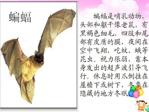 20分钟赛课-蝙蝠和雷达课件