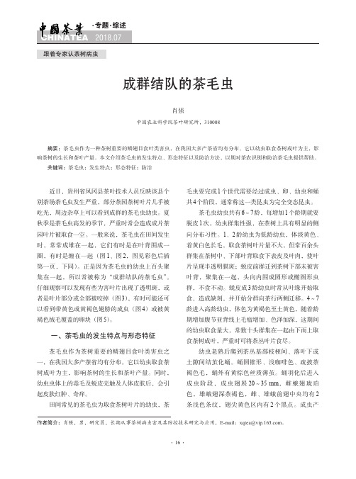 成群结队的茶毛虫