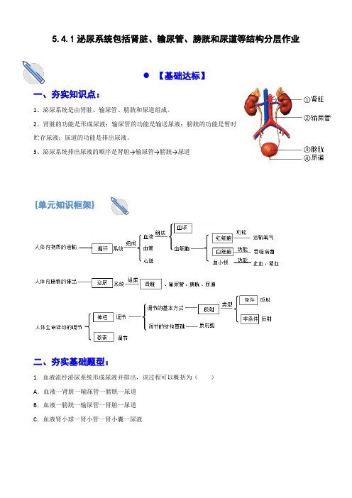 5.4.1泌尿系统的结构及功能