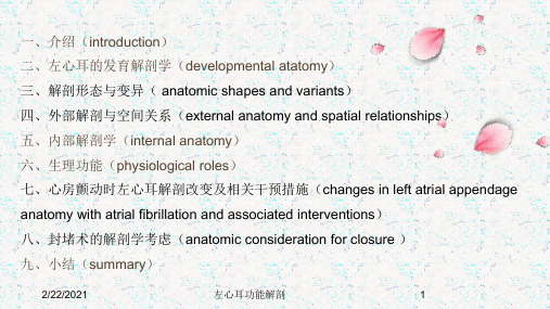 左心耳功能解剖课件