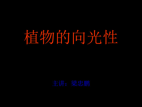 植物向光性实验