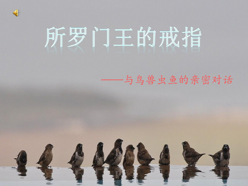 所罗门的戒指。 PPT课件