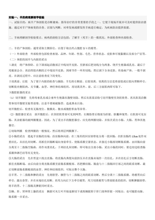 羊的尸体剖检