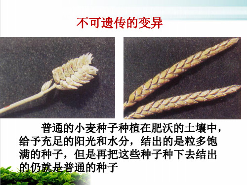 【新教材】人教版高中生物基因突变和基因重组ppt优质课件1