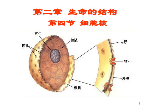 浙科版生物必修1细胞核PPT课件