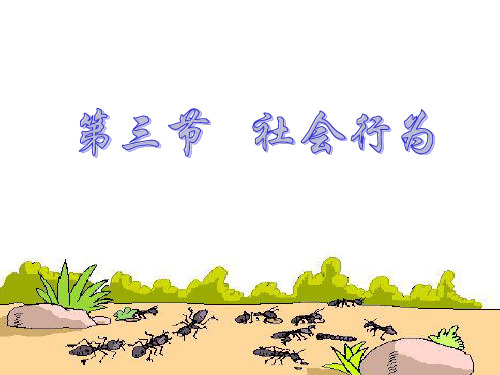 人教版八上2.3社会行为 课件(60张ppt)