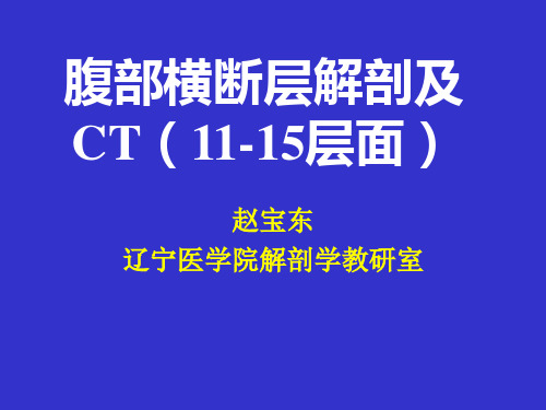 腹部横断层解剖及CT(11-15)