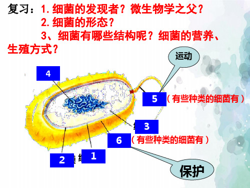 人教版生物-八年级上册-5.4.3 真菌课件 
