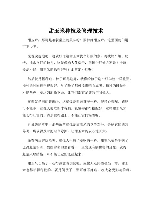 甜玉米种植及管理技术