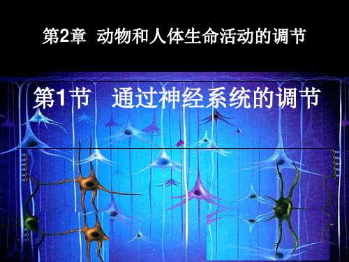 人教版高中生物必修三第2章第1节 通过神经系统的调节  课件(共19张PPT)[优秀课件资料]