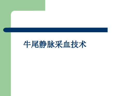 牛尾静脉采血技术 PPT课件