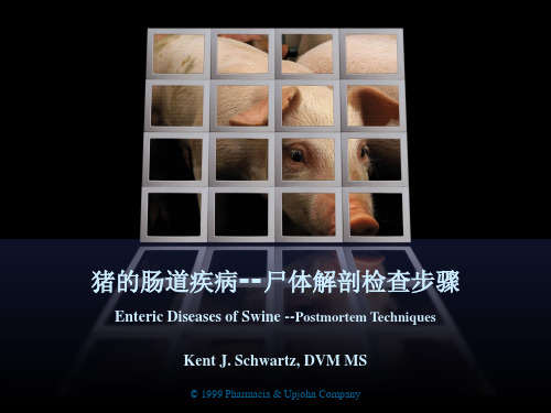 猪解剖步骤
