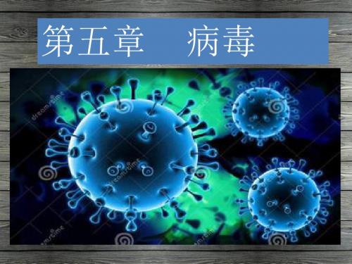 人教版八年级生物上册5.5《病毒》课件(28张PPT)