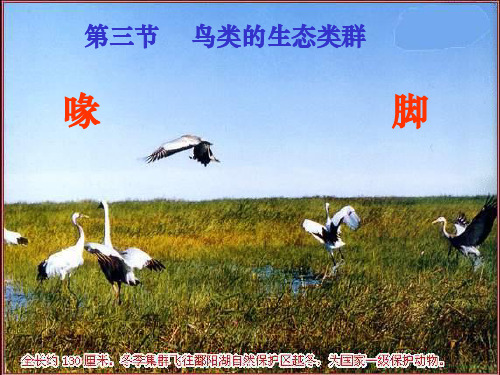 鸟类的生态类群PPT教学课件