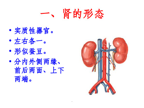 肾脏解剖结构图