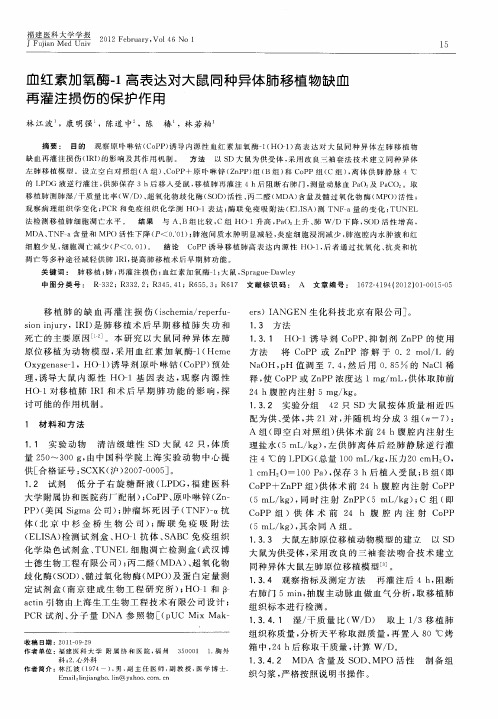 血红素加氧酶-1高表达对大鼠同种异体肺移植物缺血再灌注损伤的保护作用