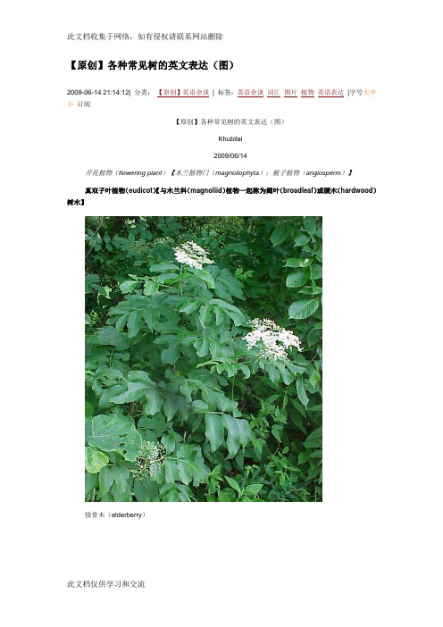 各种树及英文翻译资料讲解