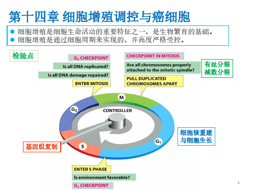 第十四章 细胞增殖调控与癌细胞