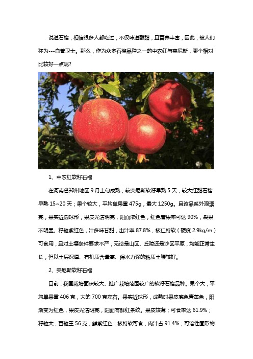 中农红与突尼斯哪个好