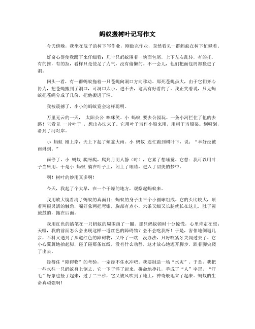 蚂蚁搬树叶记写作文