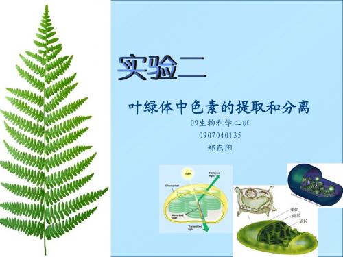 实验二_叶绿体中色素的提取和分离