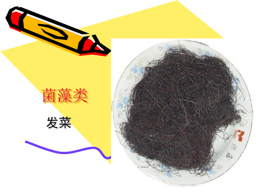 烹饪食材(发菜)