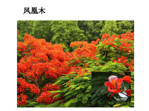植物知多少学习资料(一)→深圳校园常见植物100种