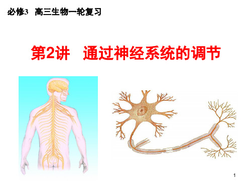 通过神经系统调节(高三生物一轮复习)(课堂PPT)