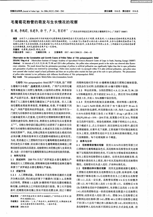 毛葡萄花粉管的萌发与生长情况的观察